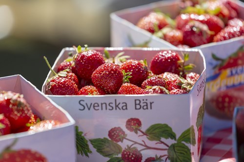 nye svenske jordbær